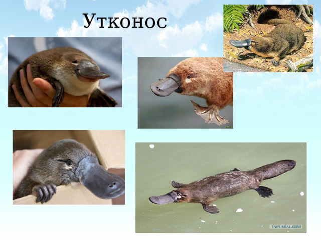 Утконос 
