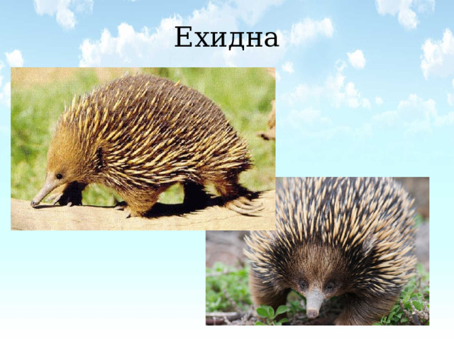 Ехидна 