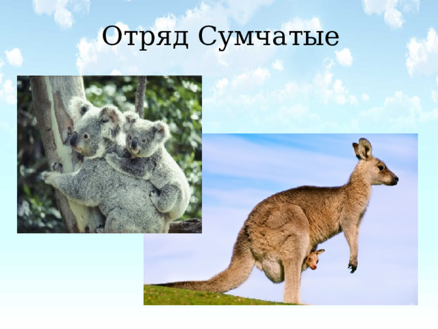 Отряд Сумчатые   