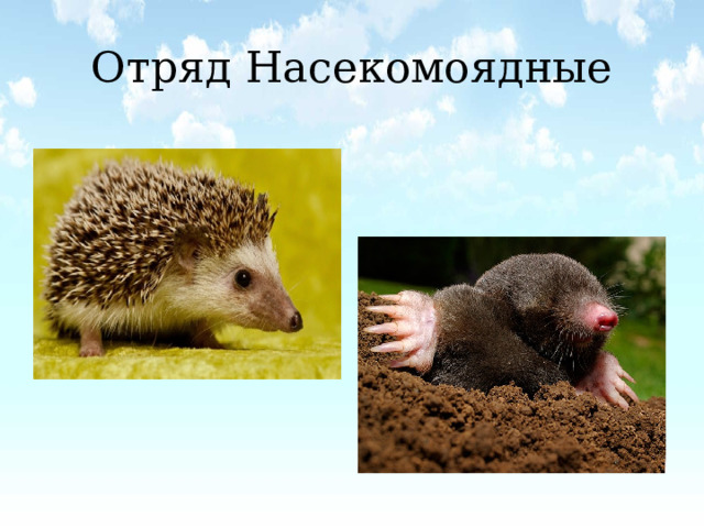 Отряд Насекомоядные 