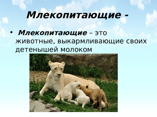 Млекопитающие -  Млекопитающие – это животные, выкармливающие своих детенышей молоком 