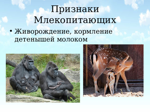 Признаки Млекопитающих Живорождение, кормление детенышей молоком 
