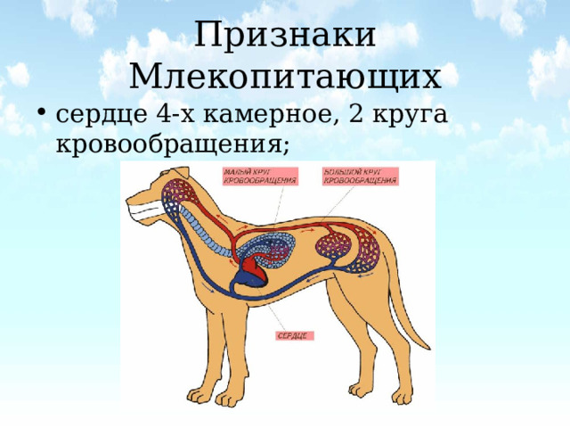 Признаки Млекопитающих сердце 4-х камерное, 2 круга кровообращения;   