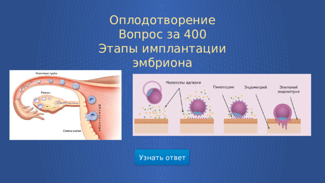 Оплодотворение Вопрос за 400  Этапы имплантации эмбриона Узнать ответ  