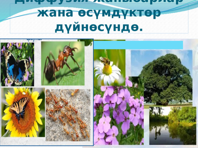 Диффузия жаныбарлар жана өсүмдүктөр дүйнөсүндө. 