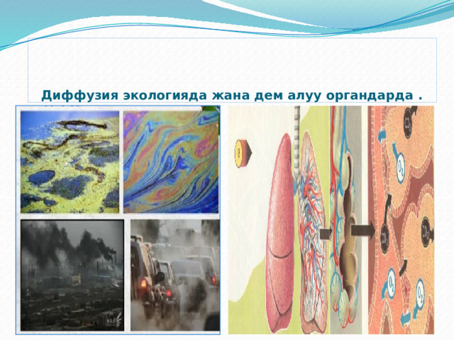     Диффузия экологияда жана дем алуу органдарда . 