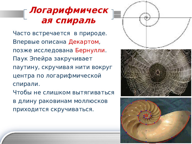 Логарифмическая спираль Часто встречается в природе. Впервые описана Декартом , позже исследована Бернулли . Паук Эпейра закручивает паутину, скручивая нити вокруг центра по логарифмической спирали. Чтобы не слишком вытягиваться в длину раковинам моллюсков приходится скручиваться. 