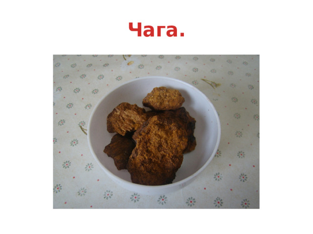 Чага. 