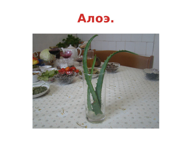 Алоэ. 