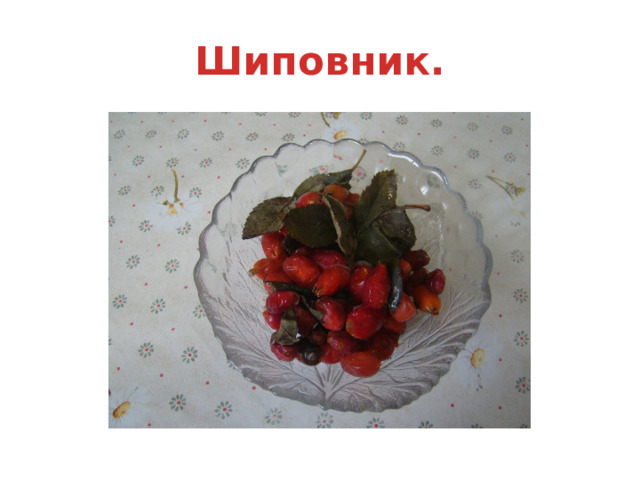 Шиповник. 