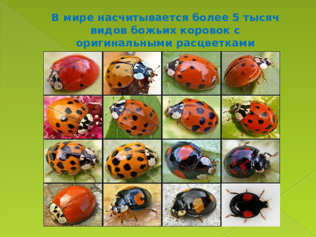 В мире насчитывается более 5 тысяч видов божьих коровок с оригинальными расцветками 