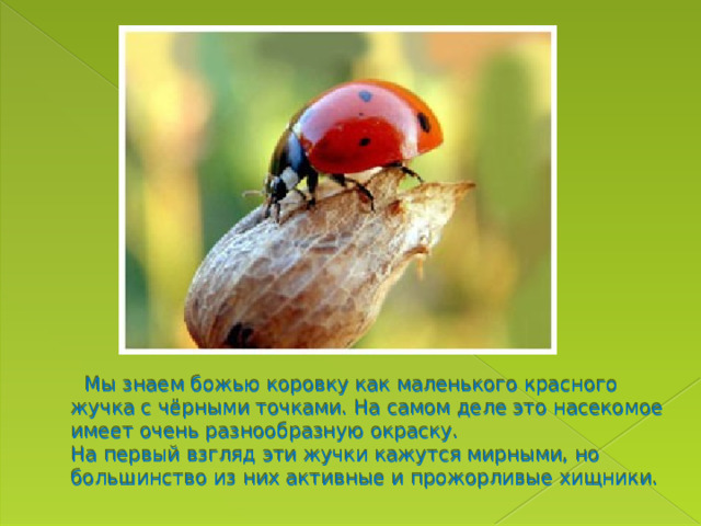    Мы знаем божью коровку как маленького красного жучка с чёрными точками. На самом деле это насекомое имеет очень разнообразную окраску.   На первый взгляд эти жучки кажутся мирными, но большинство из них активные и прожорливые хищники.   
