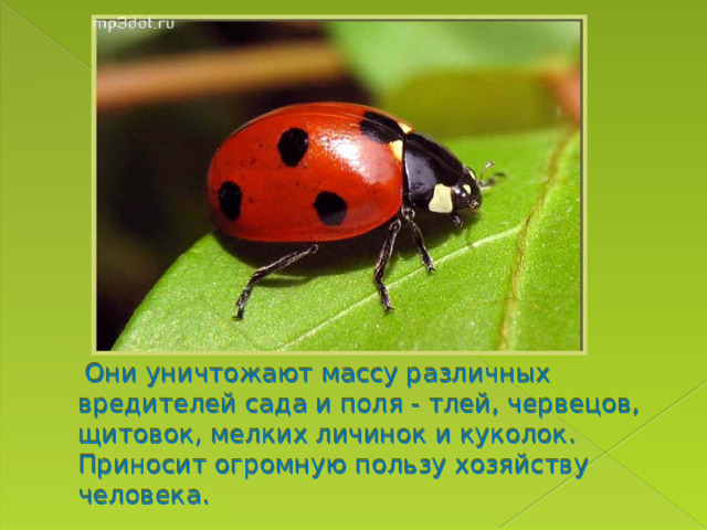  Они уничтожают массу различных вредителей сада и поля - тлей, червецов, щитовок, мелких личинок и куколок. Приносит огромную пользу хозяйству человека.   