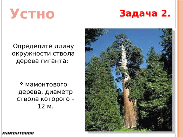 Устно Задача 2. Определите длину окружности ствола дерева гиганта:   мамонтового дерева, диаметр ствола которого - 12 м. мамонтовое дерево 