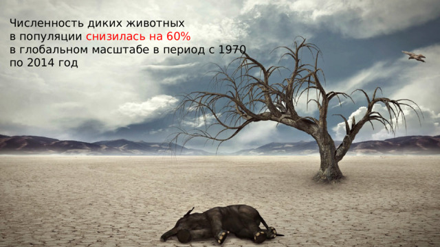 Численность диких животных в популяции снизилась на 60% в глобальном масштабе в период с 1970 по 2014 год 
