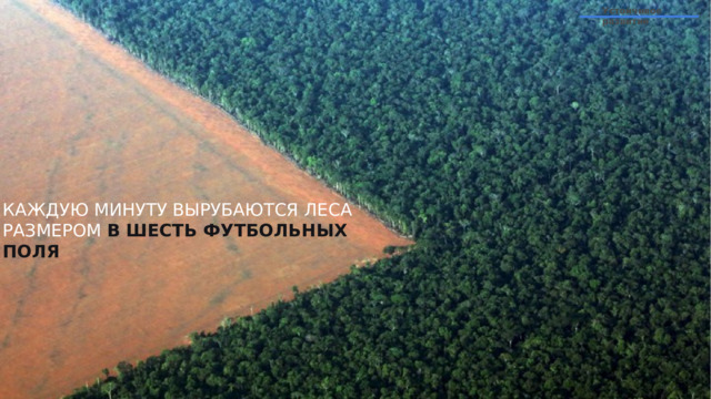 Устойчивое развитие КАЖДУЮ МИНУТУ ВЫРУБАЮТСЯ ЛЕСА РАЗМЕРОМ В  ШЕСТЬ ФУТБОЛЬНЫХ ПОЛЯ  