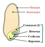 Строение семени пшеницы биология 6 класс рисунок