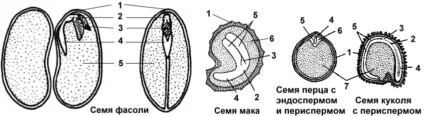 Схема семени двудольного растения