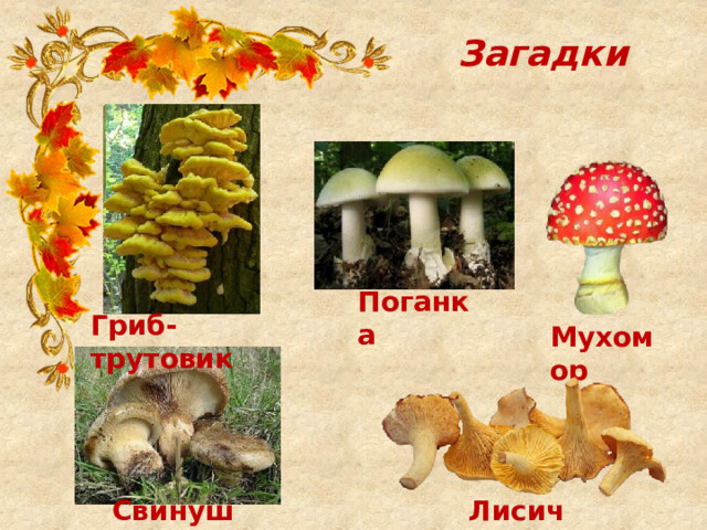 Общая характеристика грибов. Питание, дыхание, споровое размножение ...