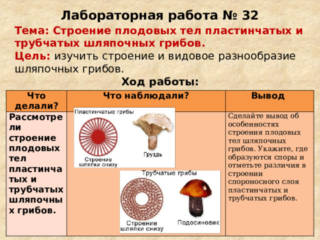 Проект по биологии 6 класс грибы