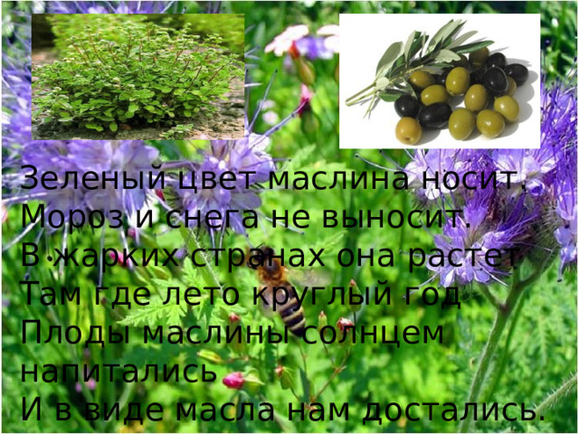 Зеленый цвет маслина носит.  Мороз и снега не выносит.  В жарких странах она растет  Там где лето круглый год  Плоды маслины солнцем напитались  И в виде масла нам достались. 