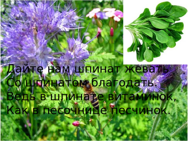 Дайте нам шпинат жевать  Со шпинатом благодать.  Ведь в шпинате витаминок,  Как в песочнице песчинок.   