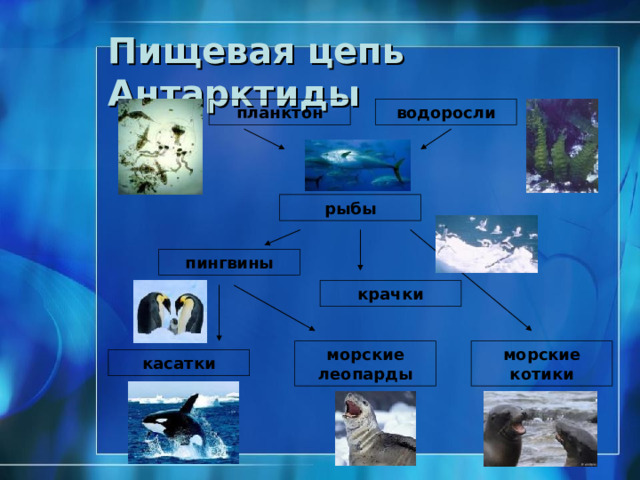 Птичий базар в Антарктиде  