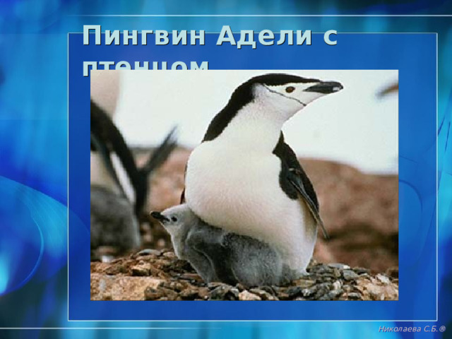 Пингвин Адели Николаева С.Б. ® 