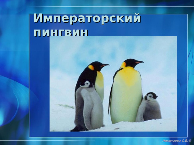 Николаева С.Б. ® 