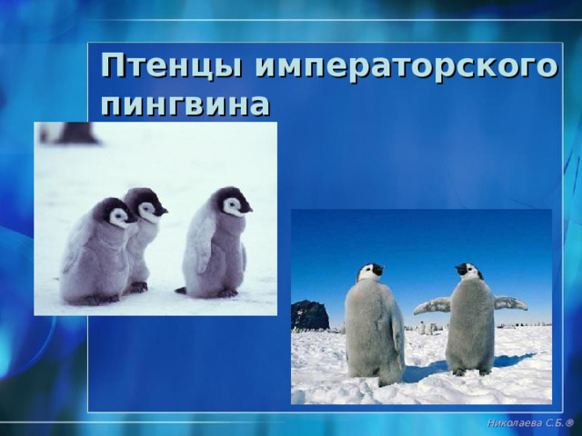 Императорский пингвин http://www.moy-rebenok.ru/forum/viewtopic.php?f=22&t=5387&st=0&sk=t&sd=a&start=240 Николаева С.Б. ®  