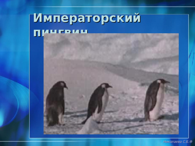 Птенцы императорского пингвина Николаева С.Б. ® 