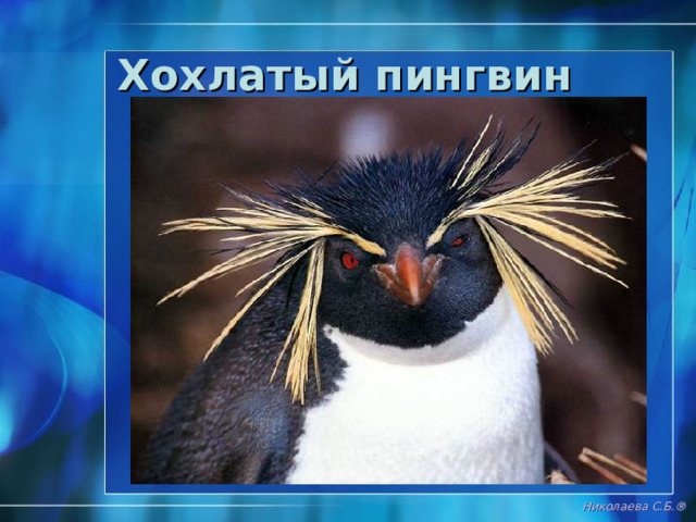 Пингвины Николаева С.Б. ® 