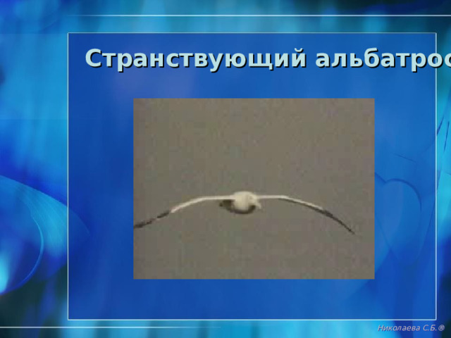 Поморник Николаева С.Б. ® 