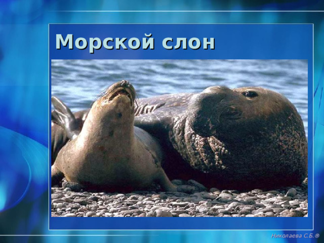 Странствующий альбатрос Николаева С.Б. ® 