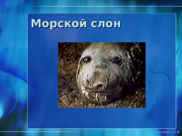 Морской слон Николаева С.Б. ® 
