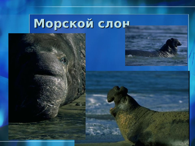 Морской слон Николаева С.Б. ® 