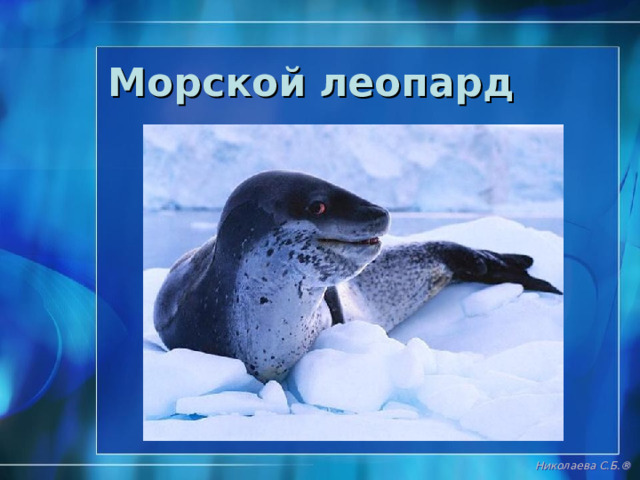 Морской слон http://postomania.ru/post160241594/  