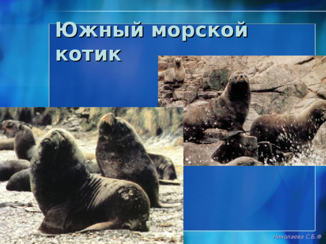 Морской леопард Николаева С.Б. ® 