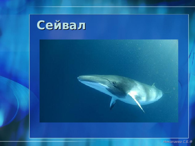 Кашалот Николаева С.Б. ® 