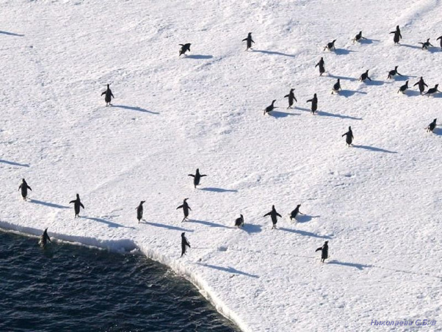 http://prikolis.com/photo/313-beauty-of-antarctica.html Николаева С.Б. ®  