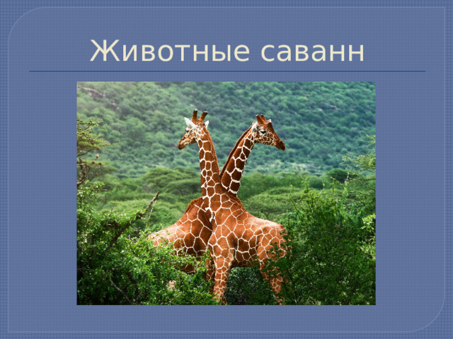 Животные саванн 