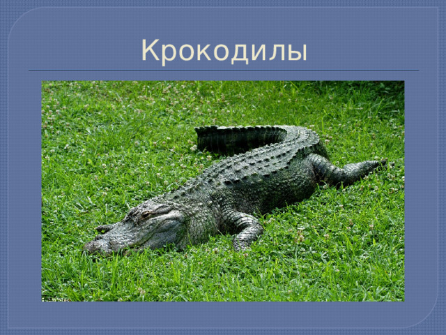 Крокодилы 