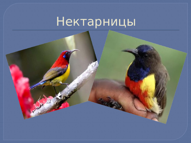 Нектарницы 