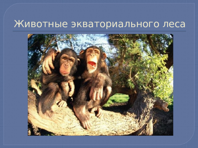 Животные экваториального леса 