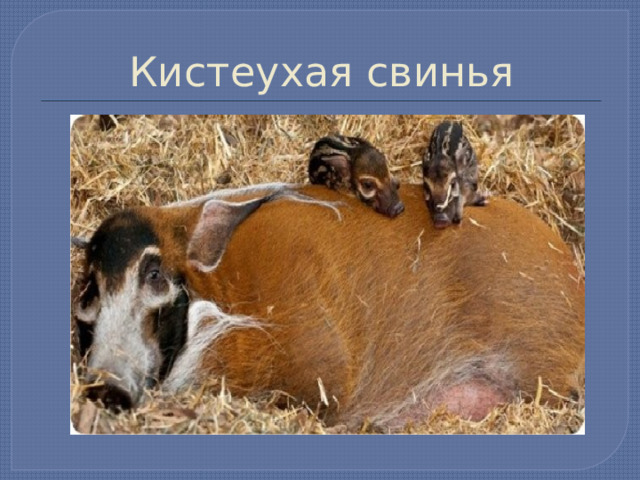 Кистеухая свинья 