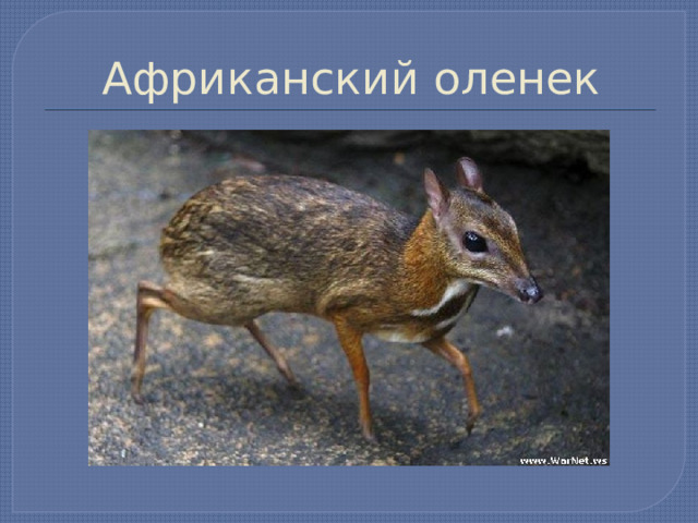 Африканский оленек 