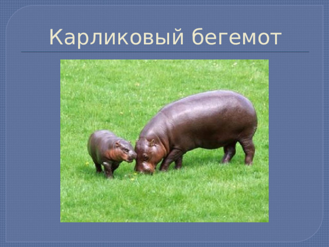 Карликовый бегемот 