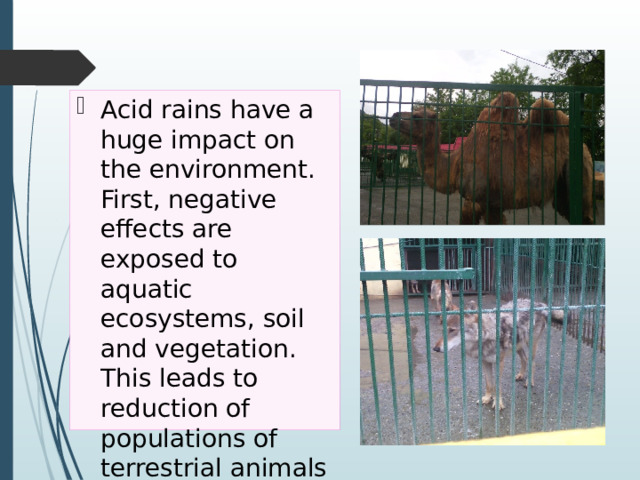 Acid rains have a huge impact on the environment. First, negative effects are exposed to aquatic ecosystems, soil and vegetation. This leads to reduction of populations of terrestrial animals and birds. 