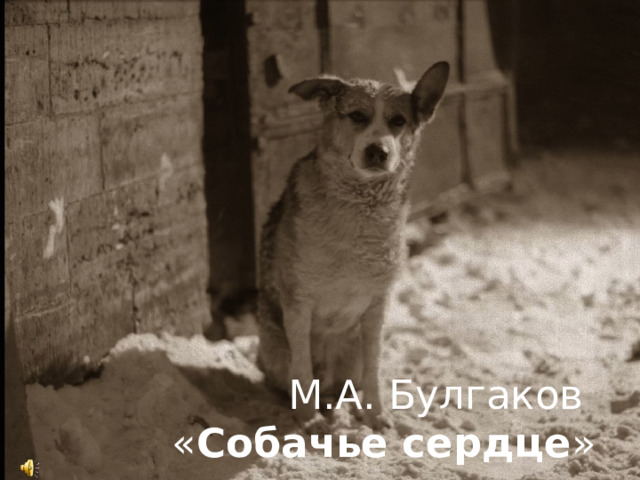 М.А. Булгаков  « Собачье сердце » 