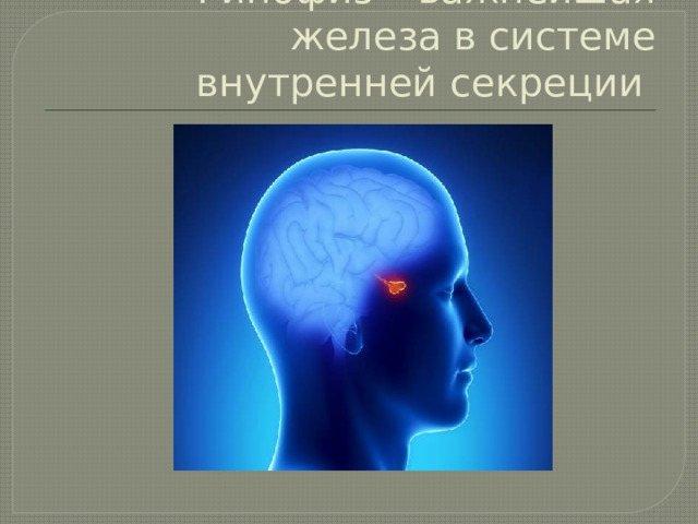 Гипофиз – важнейшая железа в системе внутренней секреции 